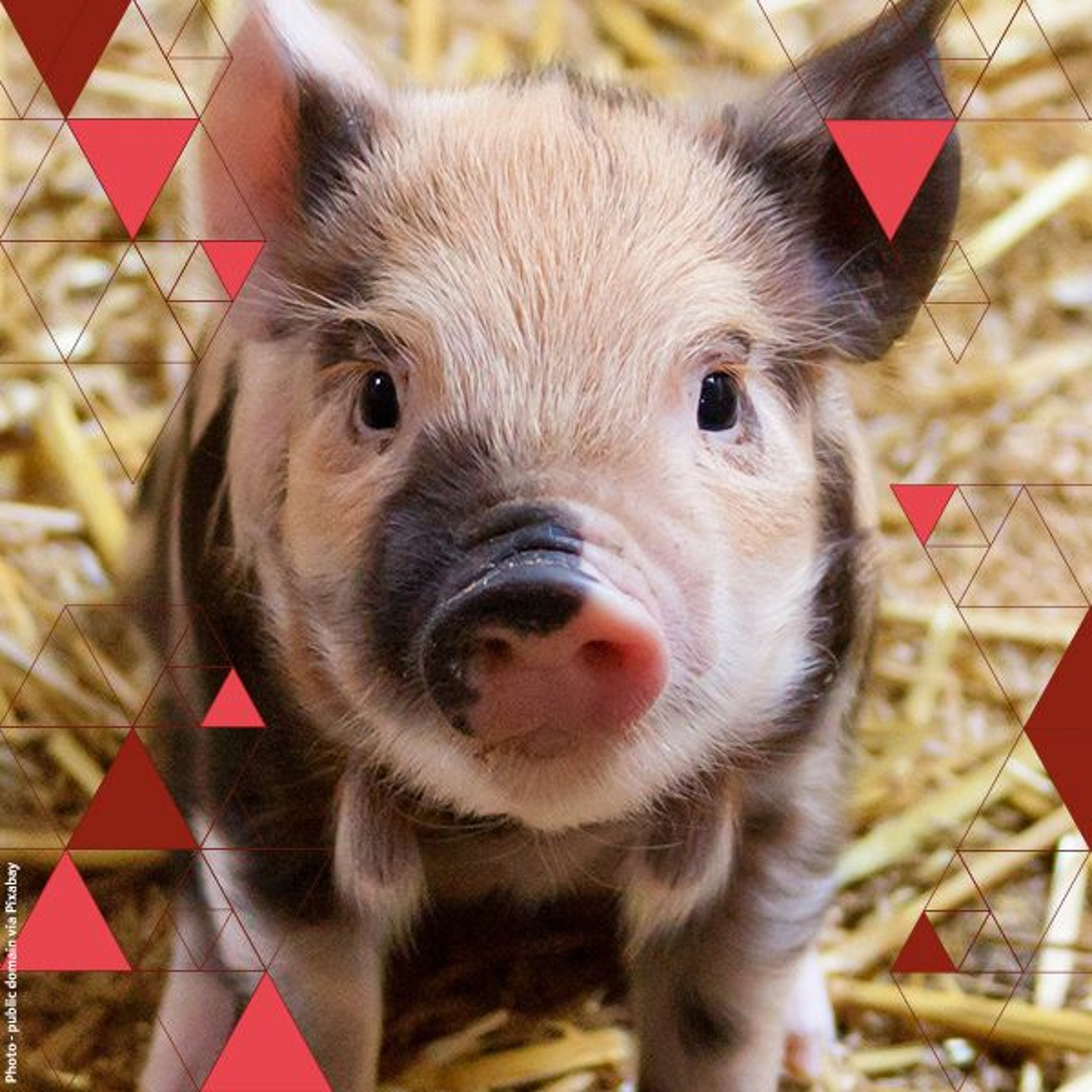 Why We Love Dogs, Eat Pigs And Wear Cows | Discussion with psychologist Melanie Joy episode artwork