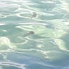 Кот Баюн [луи и лун]_20231201190150.wav