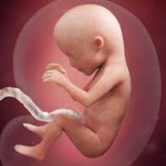 embryo (reuploAdead 2023)