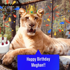 Pale Golden Liger with Stripes