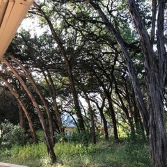 Emergency Tree Service In San Antonio