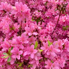 Springtime Harmony