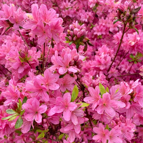 Springtime Harmony
