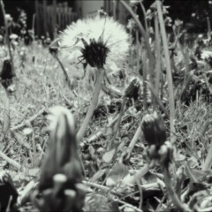 In the Garden