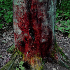 Blut in den Wäldern (M+T:KR 2025)