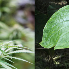Weed and Kava
