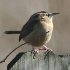 The Wren/Mouy'ton Mayo/St Patrick's (Breton An Dro set)