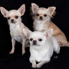 Szklanka-Timi Freestyle