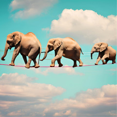 Elephants On Tightrope