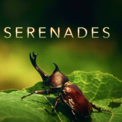 Scarabic Serenades