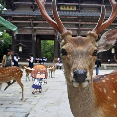 a deer you can't funk it out