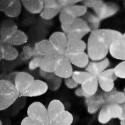 CELTIC CIRCLE DANCE is a happy, uplifting dancing song from Ireland