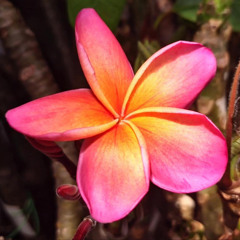 Kotongaw Aii Ekiek (Kapwong Seni Familly en Fabian Eram) Ngonuk Ajengijeng Analeen(By Praise Ichin)