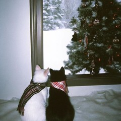 Tình Yêu Giữa Mùa Đông - Phan Mạnh Quỳnh (cover)