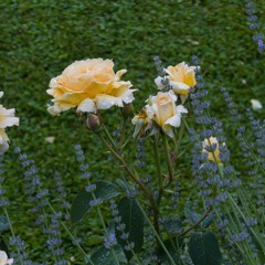 June Garden_1