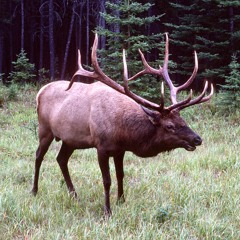 Roosevelt Elk Bugle with low chesty roar