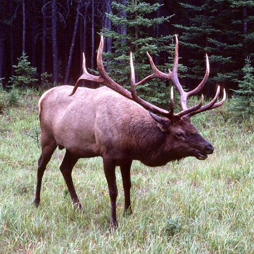 Roosevelt Elk Bugle with follow-up Chuckle
