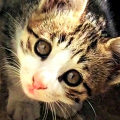 okapi the kitten's meowing sound