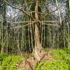 the turning tree