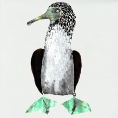 Blue-footed booby