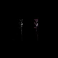 BLACK ROSES. (SLOWED+REVERBED)