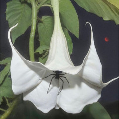 SVVENIR (27.11.2025)