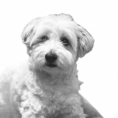 Albert the long weekend dog