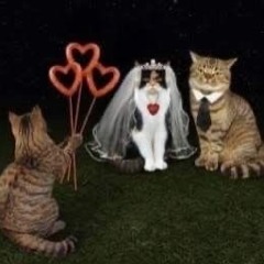 Café lino mix plugnb