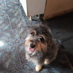 scooby-doo cadê você meu filho...