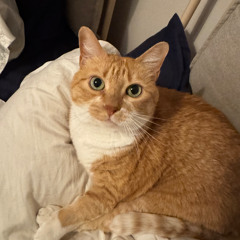 song 24 about andy cat