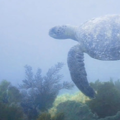 Desde lo profundo del océano