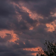 birds - rooftop recording by csane