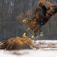 weeJOHNwoo - 2012 - 'THOR :: MARIAH'