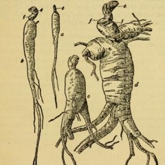 foreign2 hesi gekco prod glitch