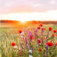 Le soleil se lèvera