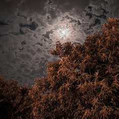 يمرحبا ترحيبهه وزنها طن