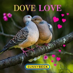 Dove Love