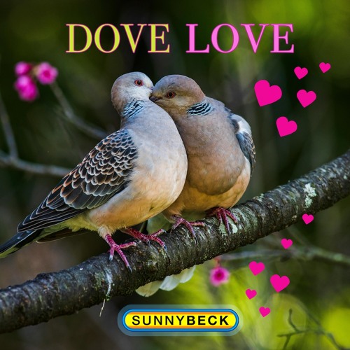 Dove Love