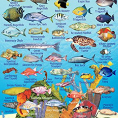 download PDF 📚 Curacao Reef Creatures Guide Franko Maps Laminated Fish Card 4" x 6"