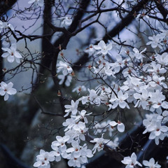 DESCONSTRUÇÃO SOCIAL - MC Robacena & MC Fera (DJ Kirin)