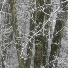 The Tree People