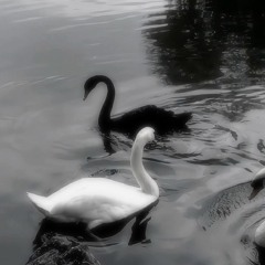 white swan vs black swan
