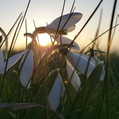 Buna dimineata