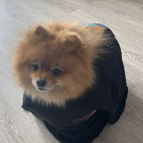 ʕͼɷͽʔ (⅋ℓℓℷ❀☂🌧)