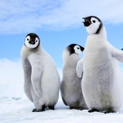 Penguins At Play
