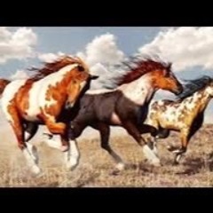 Wild Horses