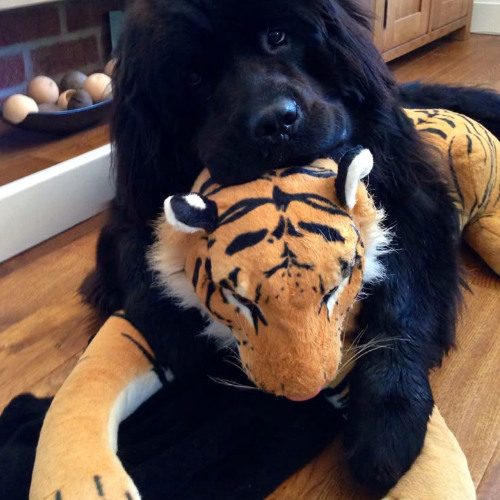 zai my bitch a pretty succubus im a pretty incubus prod dolba