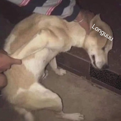 Ngu Long - (Longnguquen dissin)