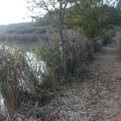 Sonosylva. RNN Étang de la Horre