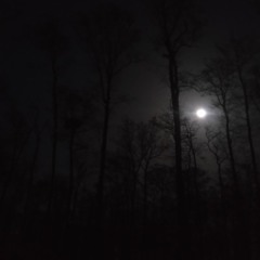 Walking Elk and howling pack of Wolves